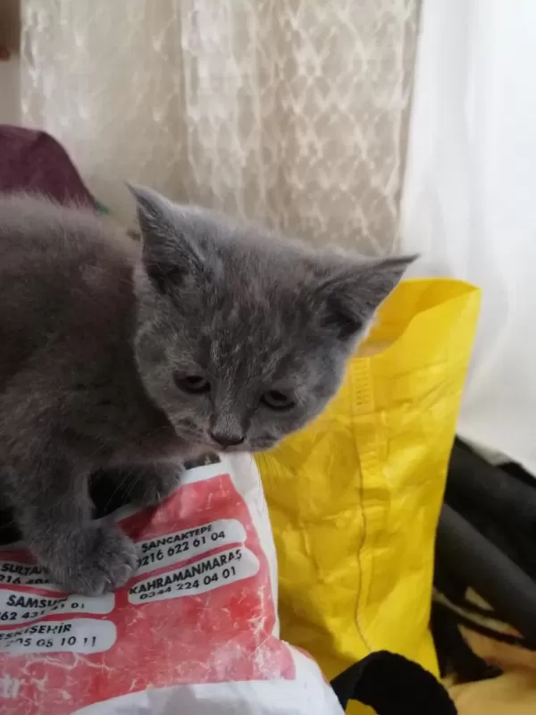 55 Günlük British Shorthair Dişi