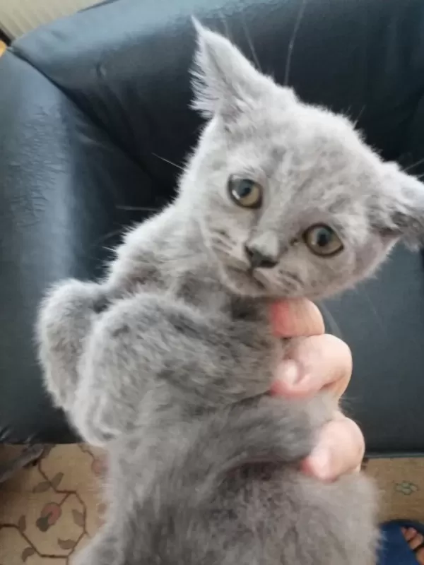 55 Günlük British Shorthair Dişi
