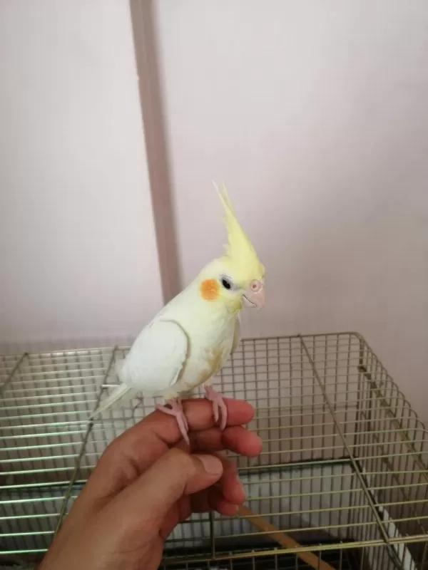 3 Aylık Yavru Sultan Papağanı