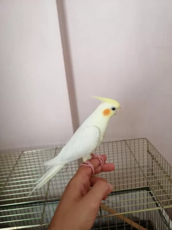 3 Aylık Yavru Sultan Papağanı