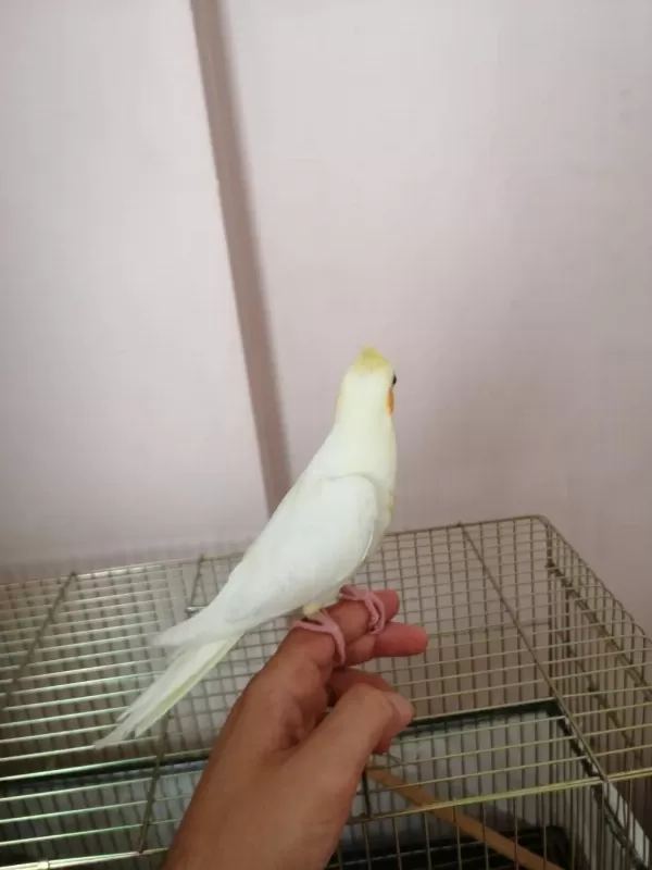 3 Aylık Yavru Sultan Papağanı