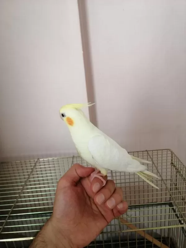 3 Aylık Yavru Sultan Papağanı