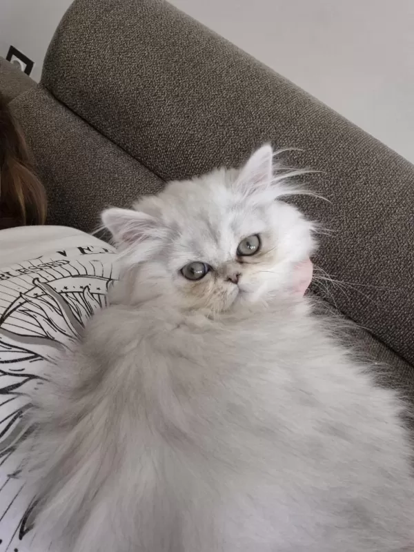 Dünyalar Güzeli Safkan Yavru British Longhair Ns11