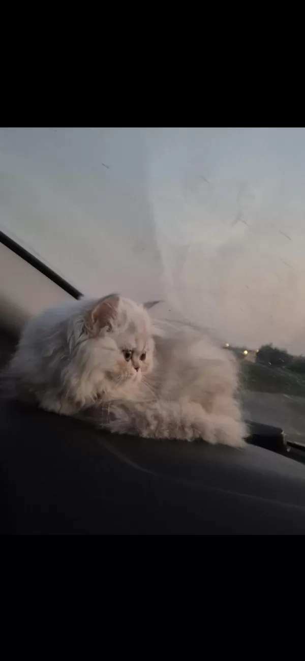 Dünyalar Güzeli Safkan Yavru British Longhair Ns11