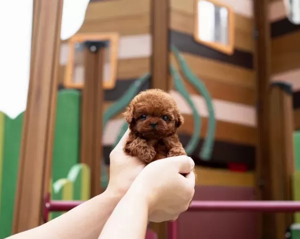 Ruhsatlı Yetiştiriciden Teacup Toy Poodle