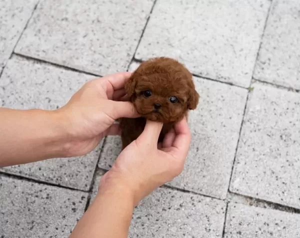 Ruhsatlı Yetiştiriciden Teacup Toy Poodle