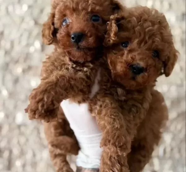 Toypoodle Yavrularım