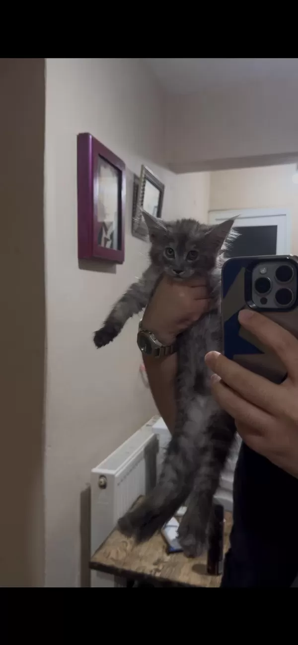 Muhteşem Sosyallikte Maine Coon Yavrularimiz