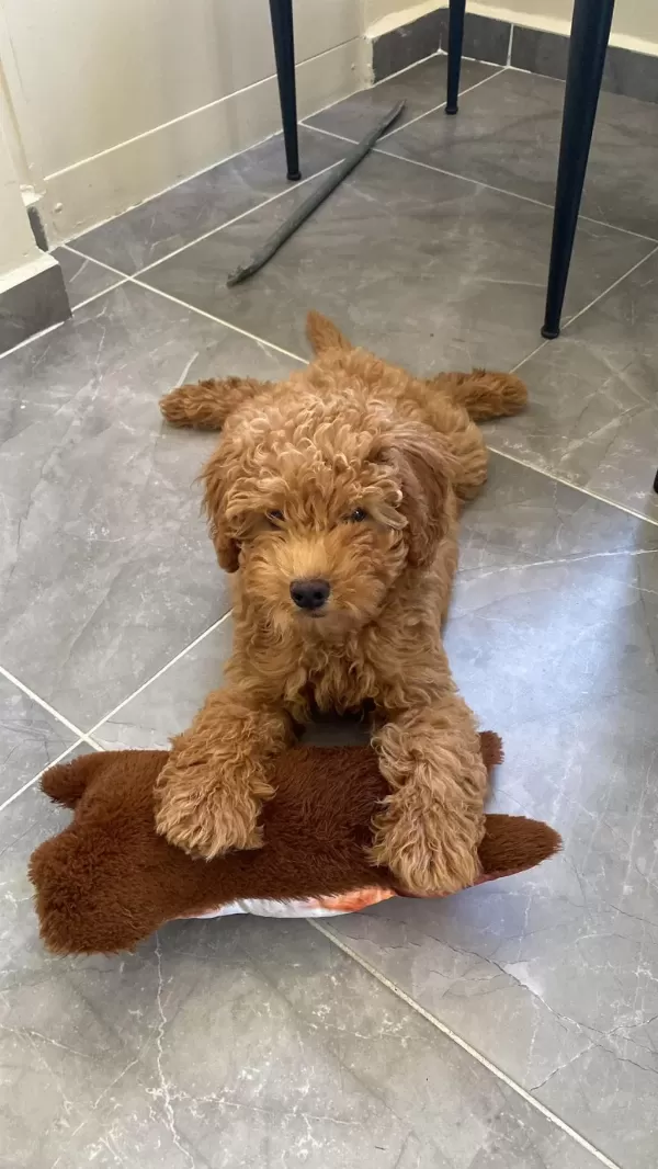 Sağlıklı 3 Aylık Maltipoo