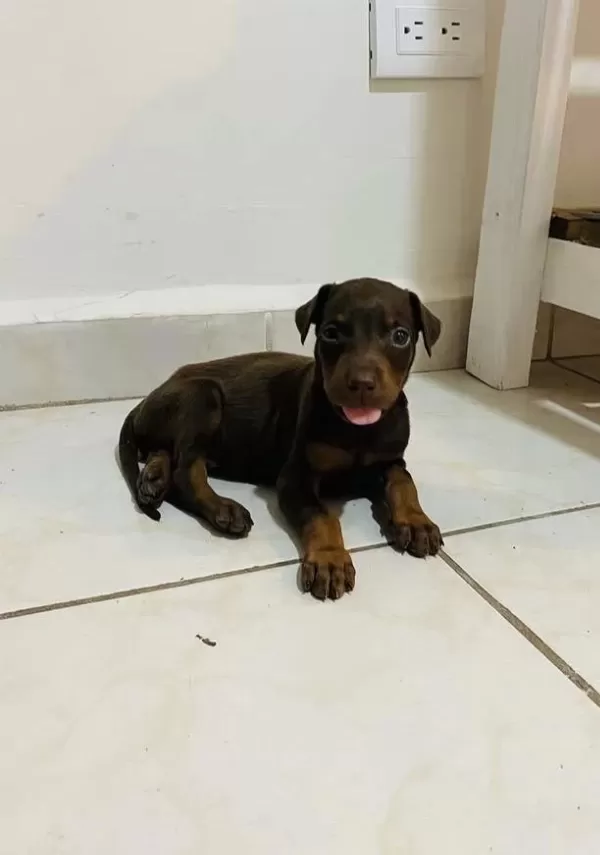 A+ Kalite Anne Baba Şecereli Doberman Yavrularımız