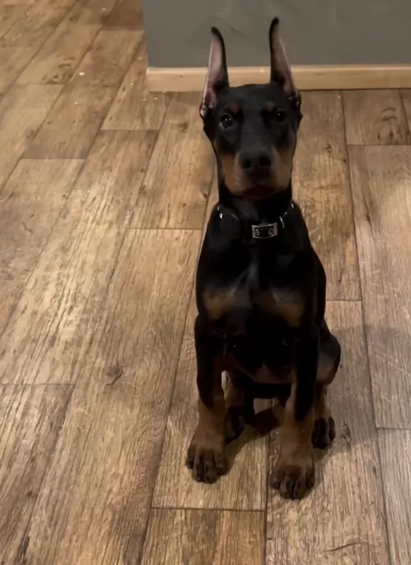 A+ Kalite Anne Baba Şecereli Doberman Yavrularımız