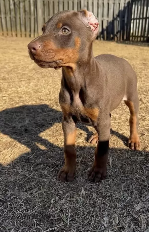 A+ Kalite Anne Baba Şecereli Doberman Yavrularımız