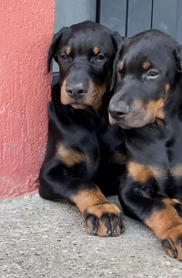 A+ Kalite Anne Baba Şecereli Doberman Yavrularımız