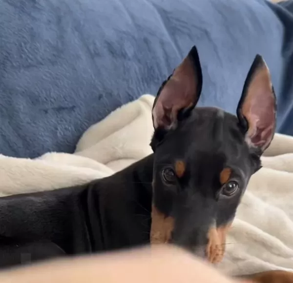 A+ Kalite Anne Baba Şecereli Doberman Yavrularımız