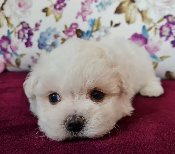 Kısa Bacak Mini Kore Kanı Maltese Terrier Bebekler