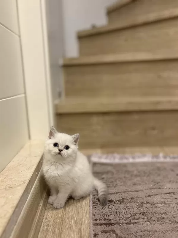 Bebek Yüz British Shorthair Yavrularim