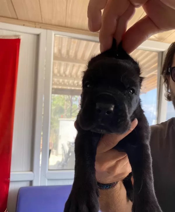 Asaletli Siyah Cane Corso Yavrularımız