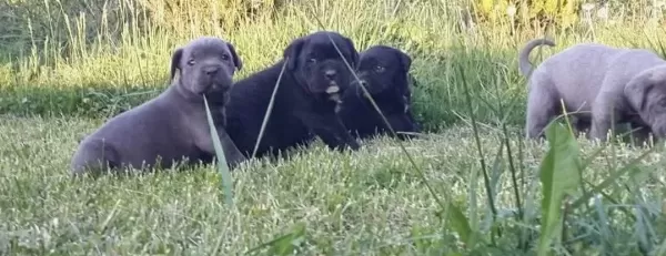 Dev Cane Corso Yavrular
