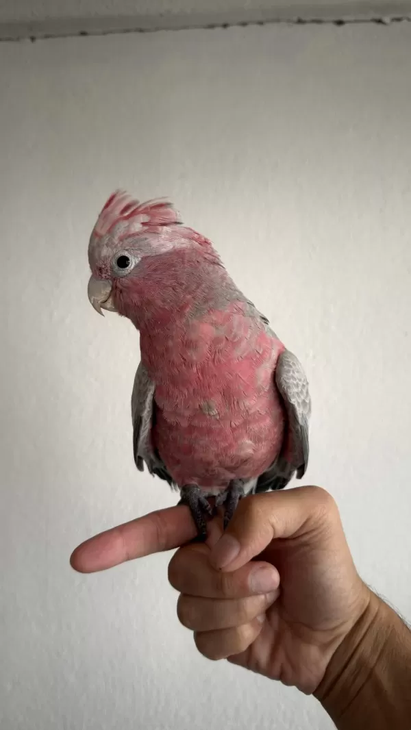 Ful Evcil Yavru Gül Kakadu