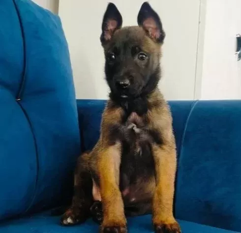 Belçika Malinois Yavruları
