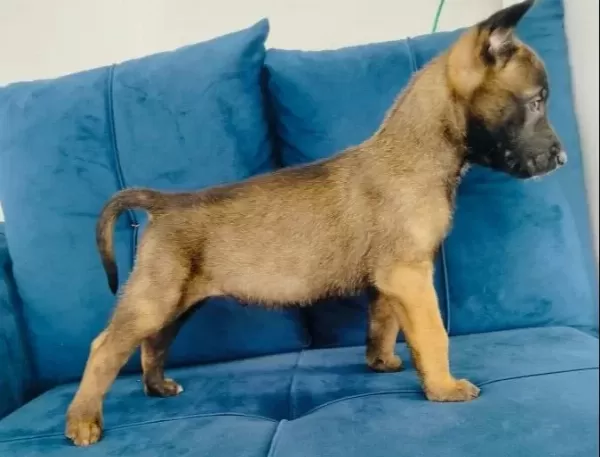 Belçika Malinois Yavruları