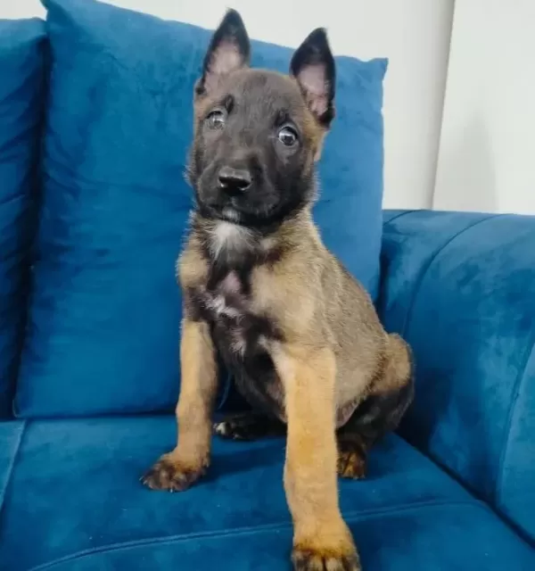 Belçika Malinois Yavruları