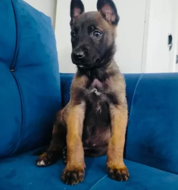 Belçika Malinois Yavruları