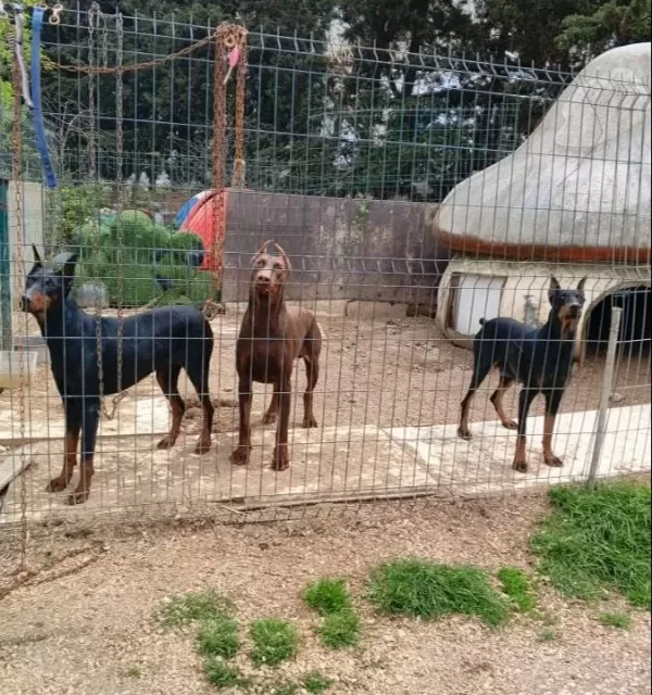 Genç Eğitimli Dobermanlar