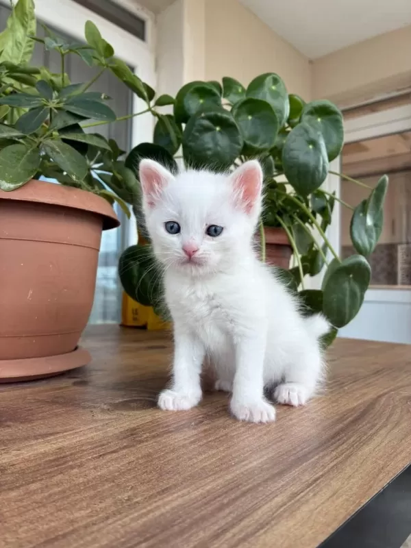 10 Kediye Yuva Arıyoruz