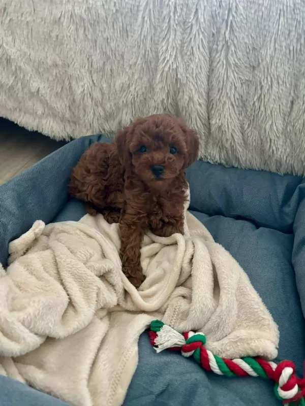 Toy Poodle Korean Yavrular