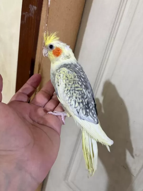 63 Günlük Kusursuz Sultan Bebek