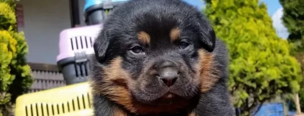 Macar Kafa Rotweiler