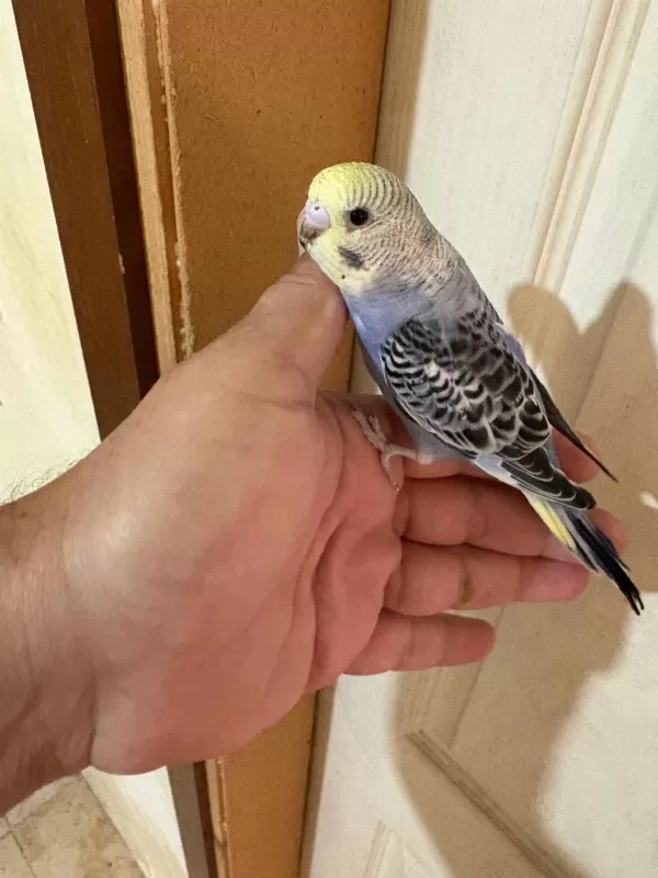 33 Günlük Konuşturmalik Bebek Muhabbet Kuşlar