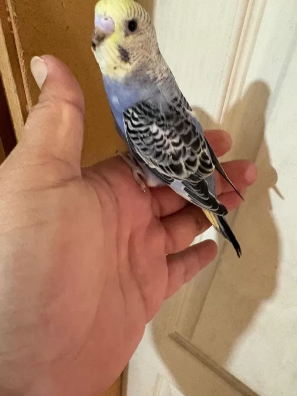 33 Günlük Konuşturmalik Bebek Muhabbet Kuşlar
