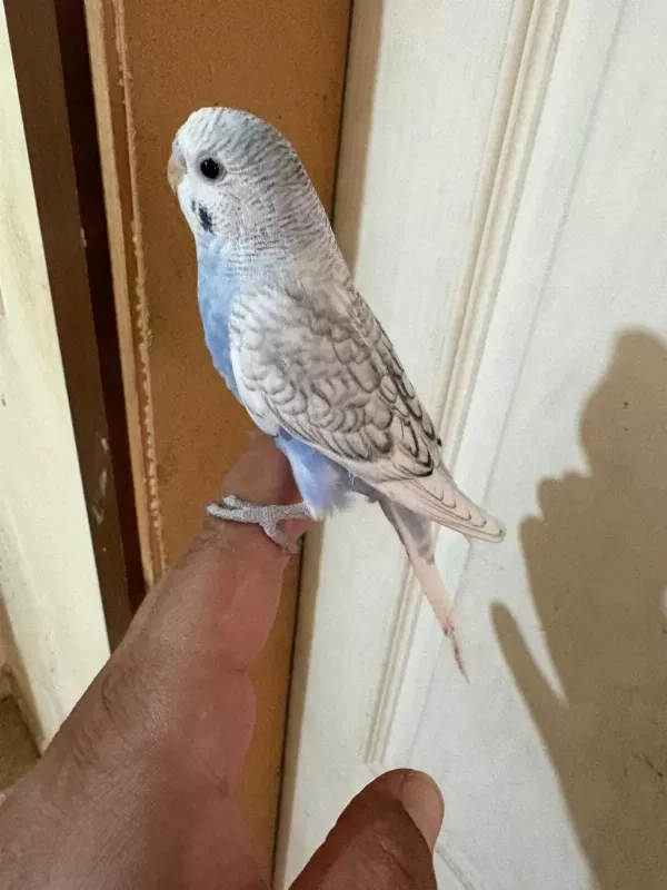 34 Günlük Konuşturmalik Bebek Muhabbet Kuşu
