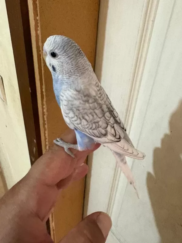 34 Günlük Konuşturmalik Bebek Muhabbet Kuşu