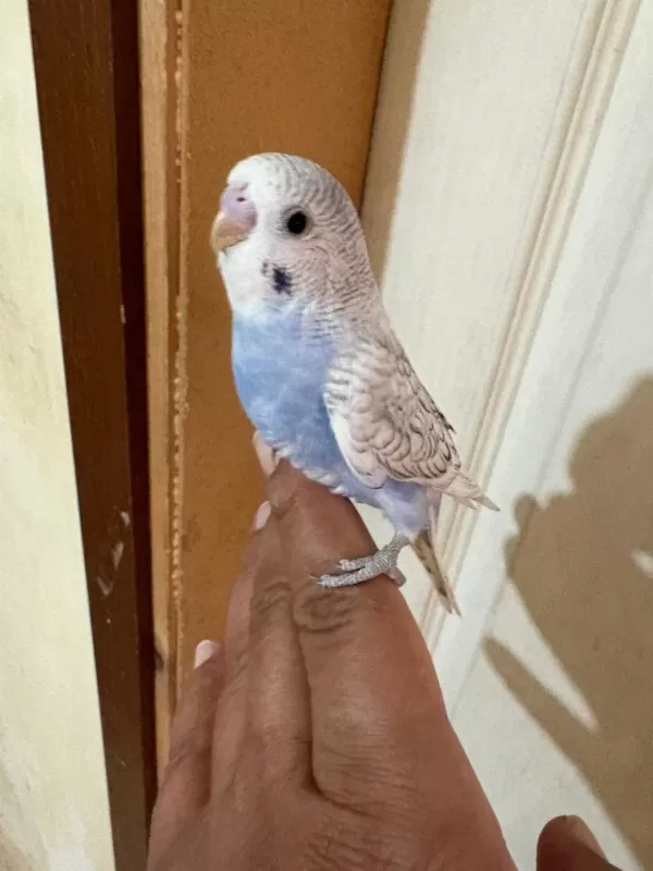 34 Günlük Konuşturmalik Bebek Muhabbet Kuşu