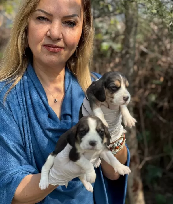 Efsane Beagle Yavrularımız