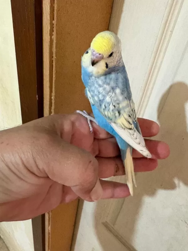 35 Günlük Renk Güzeli Çek Bebek Kuşumuz