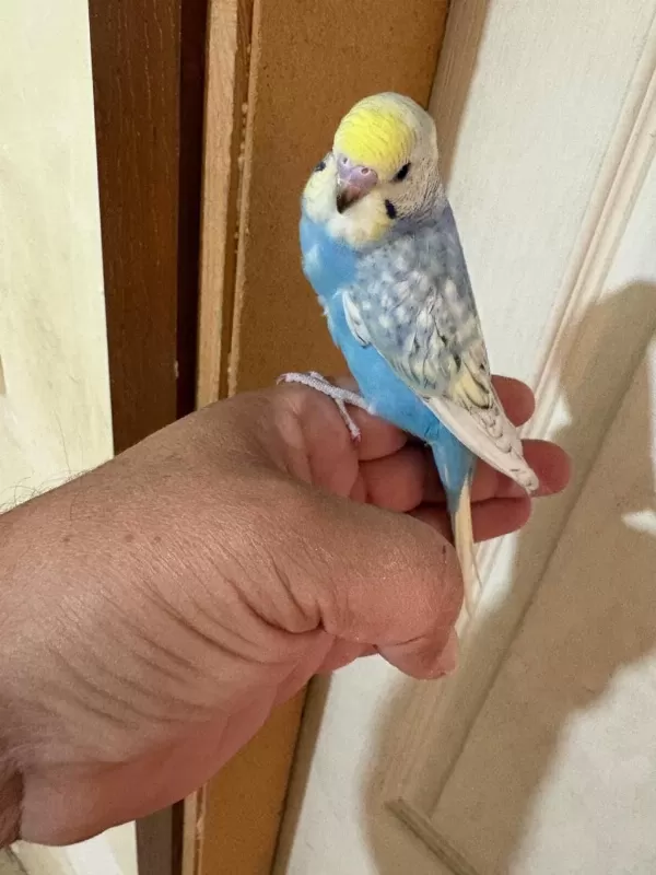 35 Günlük Renk Güzeli Çek Bebek Kuşumuz