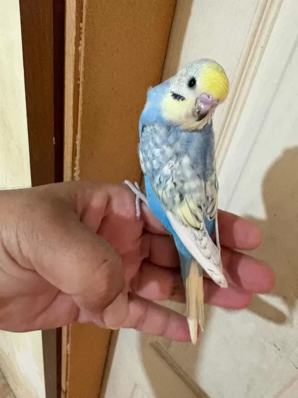 35 Günlük Renk Güzeli Çek Bebek Kuşumuz