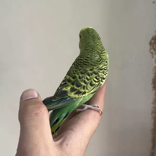 Bebek Muhabbet Kuşu Yeni Yeme Düşmüş Gönderim Var