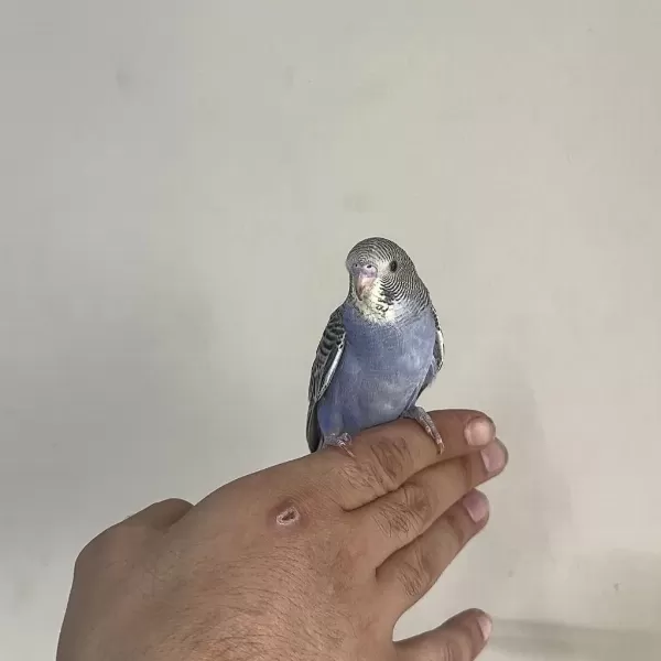 Bebek Muhabbet Kuşu Yeni Yeme Düşmüş Gönderim Var
