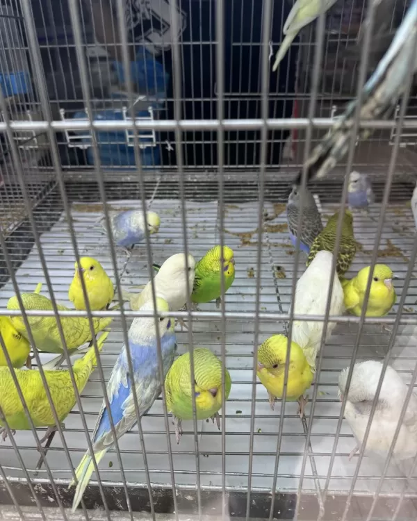 Bebek Muhabbet Kuşu Yeni Yeme Düşmüş Gönderim Var