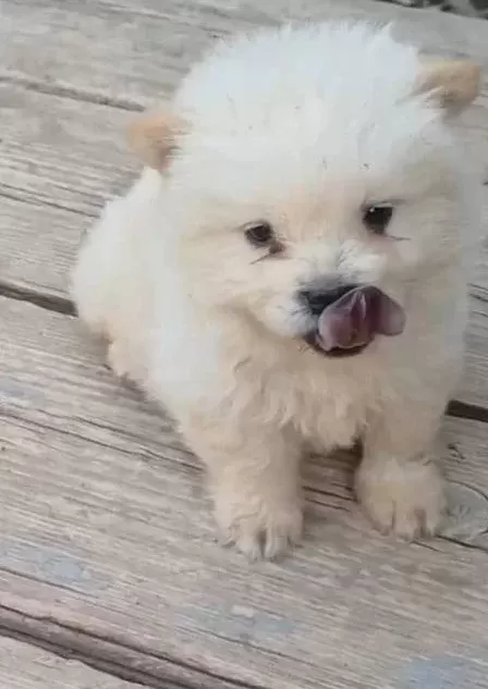 Safkan Chow Chow Yavrular Vonalp Petshop Garanti̇si̇ İle