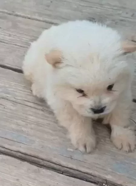 Safkan Chow Chow Yavrular Vonalp Petshop Garanti̇si̇ İle
