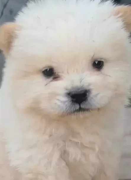 Safkan Chow Chow Yavrular Vonalp Petshop Garanti̇si̇ İle