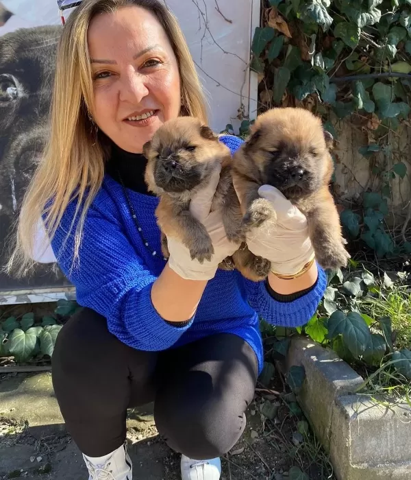 Pofuduk Çin Aslanı Chow Chow Yavrularımız