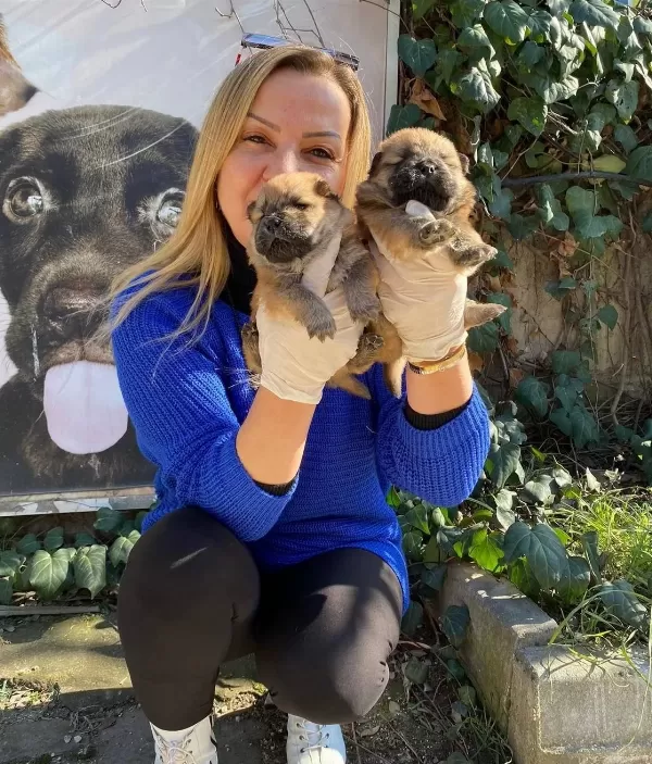 Pofuduk Çin Aslanı Chow Chow Yavrularımız