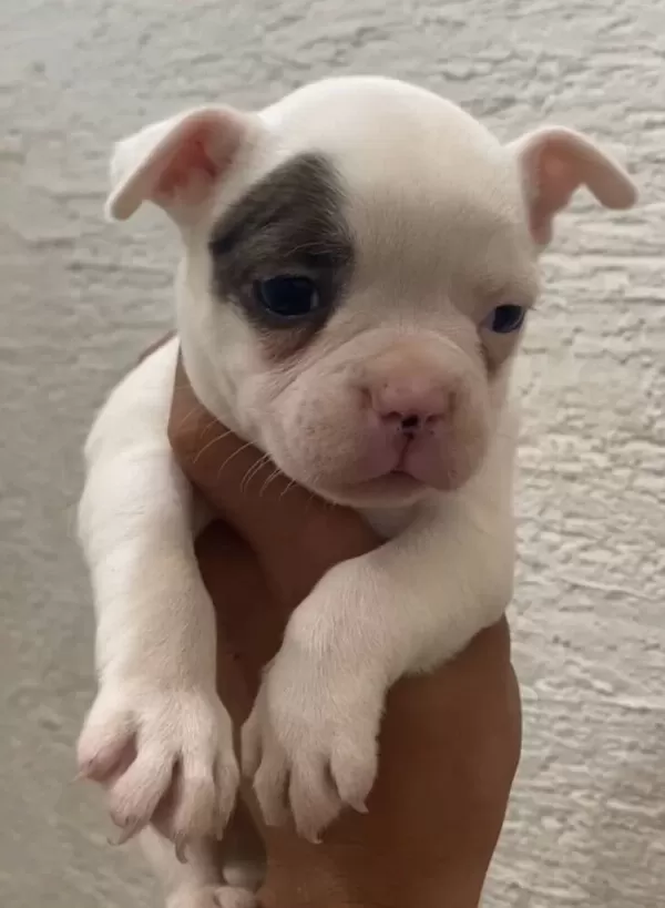 Özel Renk Franch Bulldog Bebeklerim